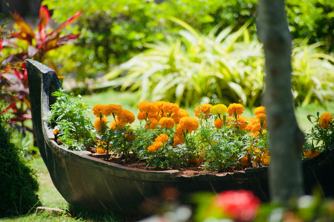 The Ultimate Guide to Raised Garden Beds: Tips and Benefits
