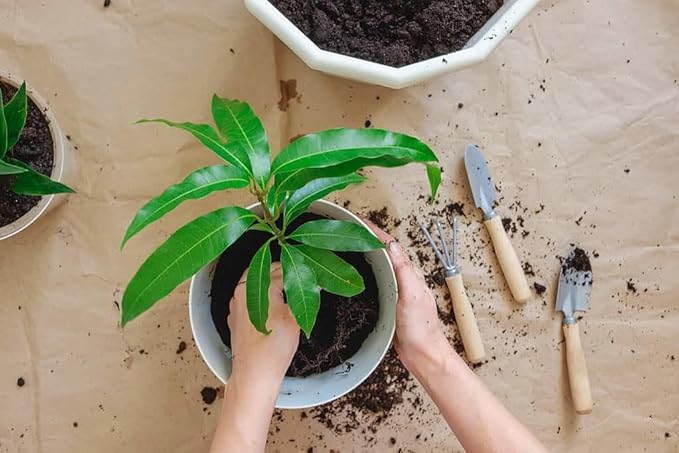 Mango Tree Potting Soil - All-Natural Blend for Thriving Mango Trees - Boosts Root Health and Delicious Harvests - 10 Quart-BloomoryGarden