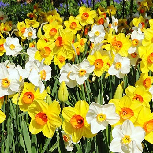 100 Narcissus Daffodil Mix Flower Bulb Box with Easy Carry Handle - White & Yellow Colors - Weeks of Easy to Grow Flowers - Plant in Gardens, Containers & Flowerbeds - Planting Instructions Included-BloomoryGarden
