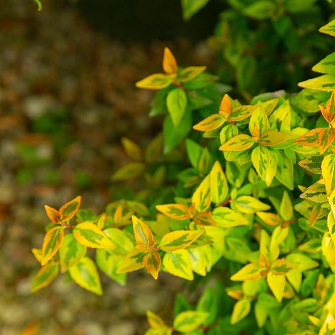 Southern Living Kaleidoscope Abelia, 2 Gal, Multi