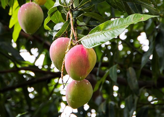 Mango Tree Potting Soil - All-Natural Blend for Thriving Mango Trees - Boosts Root Health and Delicious Harvests - 10 Quart-BloomoryGarden