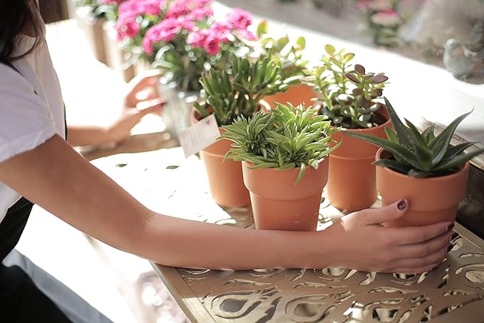 Houseplant Potting Mix 2qt, Fertilized, Perlite Soil for All Types of Indoor House Plants and Tropical Plant
