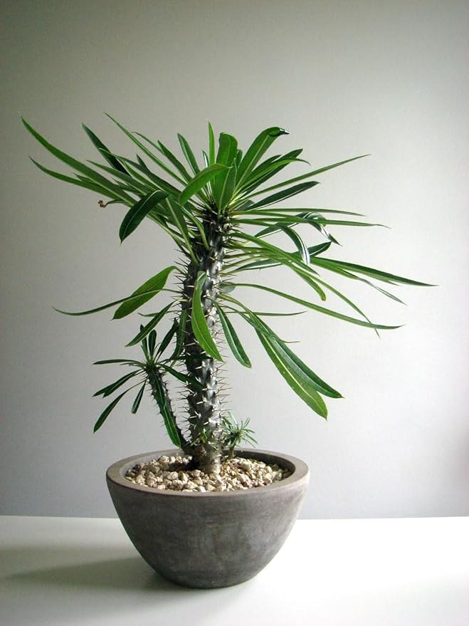 Madagascar Palm Potting Mix - Unlock Robust Growth and Striking Form with Our High-Performance Formula - 20 Quart-BloomoryGarden