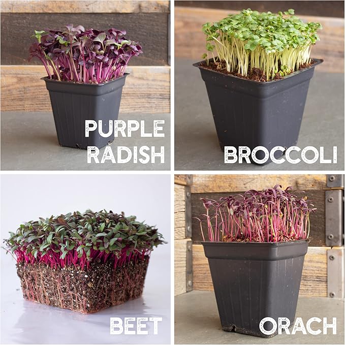 12 Variety Pack Microgreens Seeds Kit - Broccoli Seeds for Sprouting Plus Purple Radish Seeds, Beet, Sunflower Microgreens Seeds, Peas, Shiso, Cilantro, Beet, Pak Choi, Korean Shiso, Cress & More-BloomoryGarden