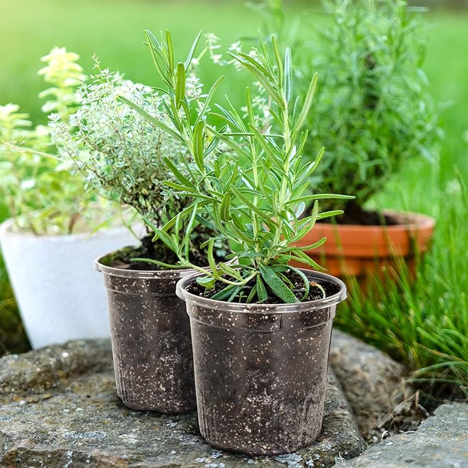 1 Gallon Reinforced Clear Nursery Pots with Drainage Hole, 30 Packs, 6.7 Inch Transparent Pots for Seedlings, Indoor/Outdoor Plants, Veggies, Flowers, and Professional Nursery Use-BloomoryGarden