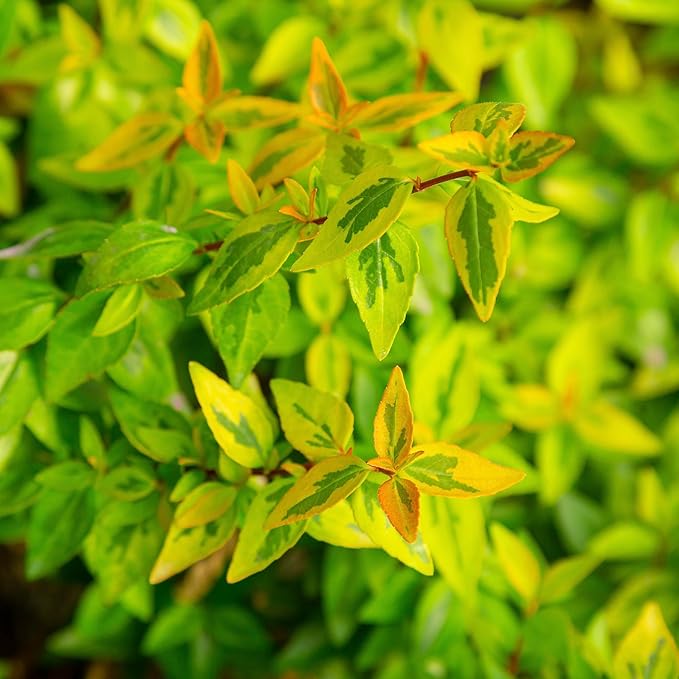Southern Living Kaleidoscope Abelia, 2 Gal, Multi
