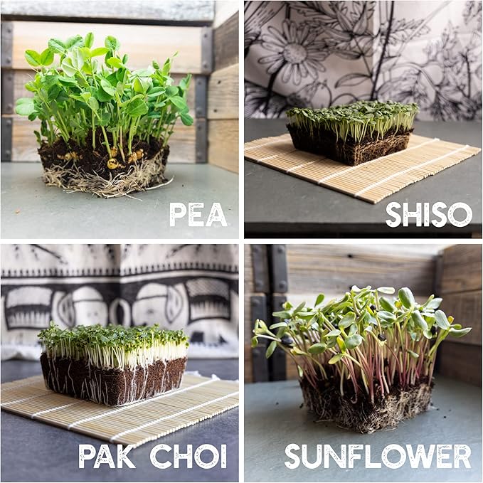 12 Variety Pack Microgreens Seeds Kit - Broccoli Seeds for Sprouting Plus Purple Radish Seeds, Beet, Sunflower Microgreens Seeds, Peas, Shiso, Cilantro, Beet, Pak Choi, Korean Shiso, Cress & More-BloomoryGarden
