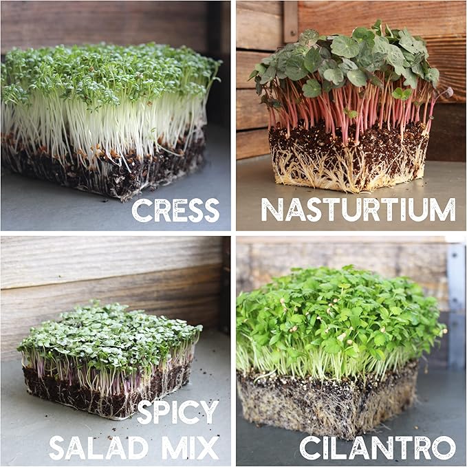 12 Variety Pack Microgreens Seeds Kit - Broccoli Seeds for Sprouting Plus Purple Radish Seeds, Beet, Sunflower Microgreens Seeds, Peas, Shiso, Cilantro, Beet, Pak Choi, Korean Shiso, Cress & More-BloomoryGarden