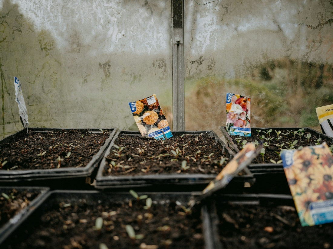 Top Mistakes Beginner Gardeners Make (and How to Avoid Them)