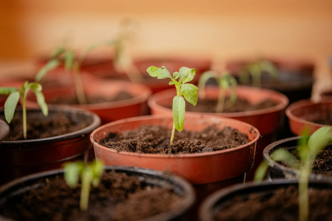 Seasonal Gardening Tips: What to Plant in Spring, Summer, Fall, and Winter