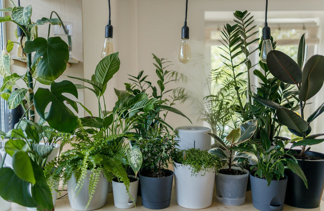 Eco-Friendly Gardening: Sustainable Products for a Greener Home