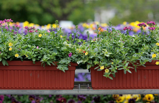 The Ultimate Guide to Container Gardening for Small Spaces