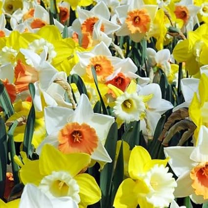 100 Narcissus Daffodil Mix Flower Bulb Box with Easy Carry Handle - White & Yellow Colors - Weeks of Easy to Grow Flowers - Plant in Gardens, Containers & Flowerbeds - Planting Instructions Included-BloomoryGarden