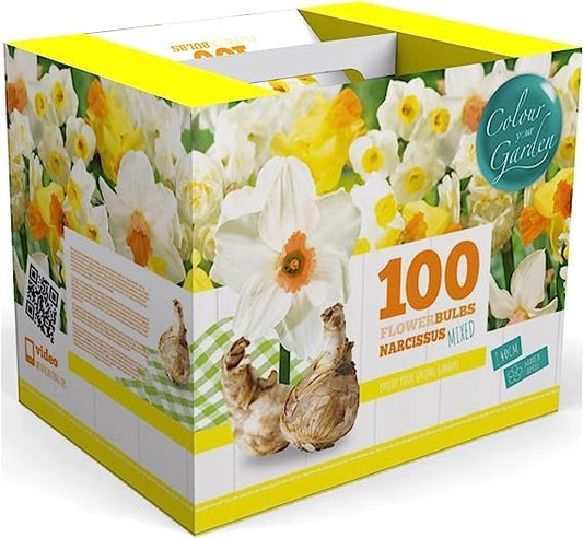 100 Narcissus Daffodil Mix Flower Bulb Box with Easy Carry Handle - White & Yellow Colors - Weeks of Easy to Grow Flowers - Plant in Gardens, Containers & Flowerbeds - Planting Instructions Included-BloomoryGarden