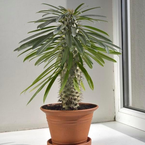 Madagascar Palm Plant Potting Soil - All-Natural Blend for Thriving Palms - Boosts Root Health and Distinctive Elegance - 10 Quart-BloomoryGarden