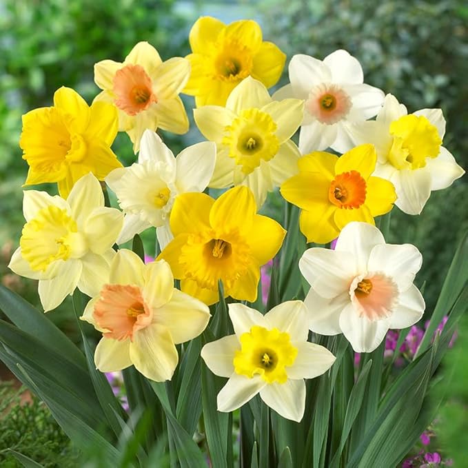 100 Narcissus Daffodil Mix Flower Bulb Box with Easy Carry Handle - White & Yellow Colors - Weeks of Easy to Grow Flowers - Plant in Gardens, Containers & Flowerbeds - Planting Instructions Included-BloomoryGarden