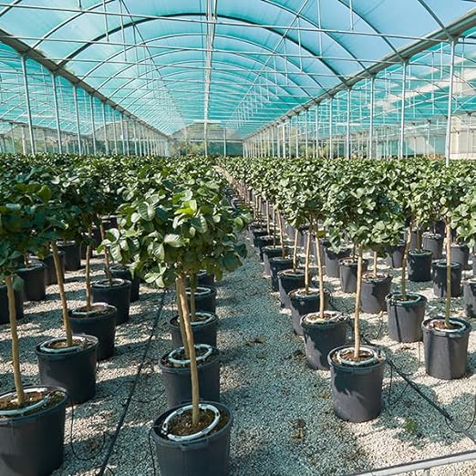 1 Pack - Premium Hevy Duty Drip Irrigation Watering Ring for .125 Inch Tubing, Halo, Circle, Great for Greenhouse & Commercial Grower Applications (10" Diameter Ring, 1)