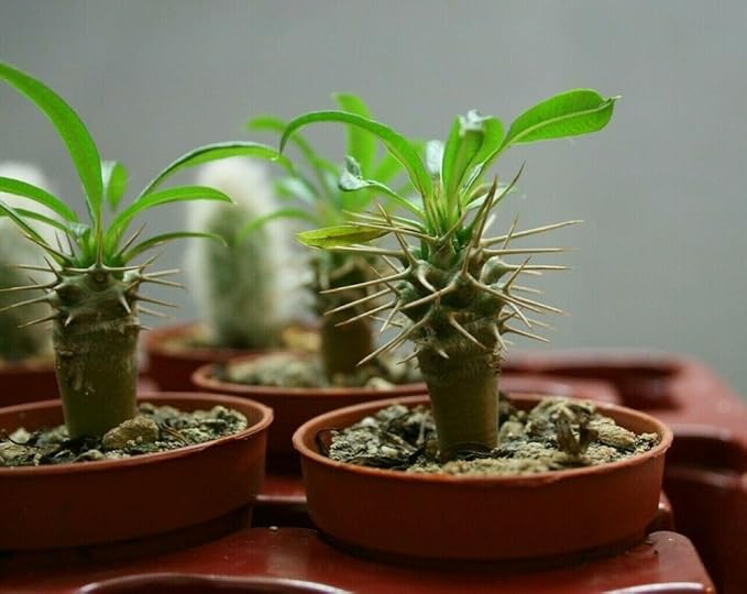 Madagascar Palm Potting Mix - Unlock Robust Growth and Striking Form with Our High-Performance Formula - 20 Quart-BloomoryGarden