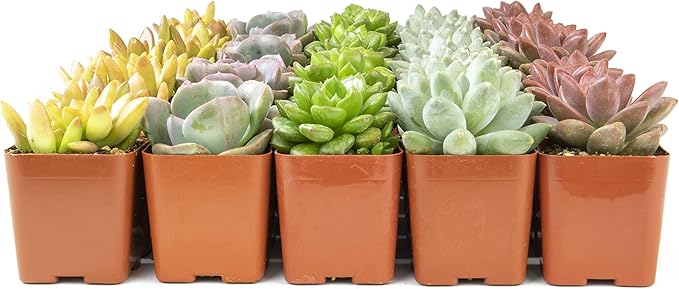Live Succulents Plants Live Bulk Plant Tray (50 Pack), Bulk Succulents Live Indoor Plants Live Houseplants, Live Plants in Cactus and Succulent Soil Mix, Live Plant Kit Plant Gifts by Plants for Pets-BloomoryGarden