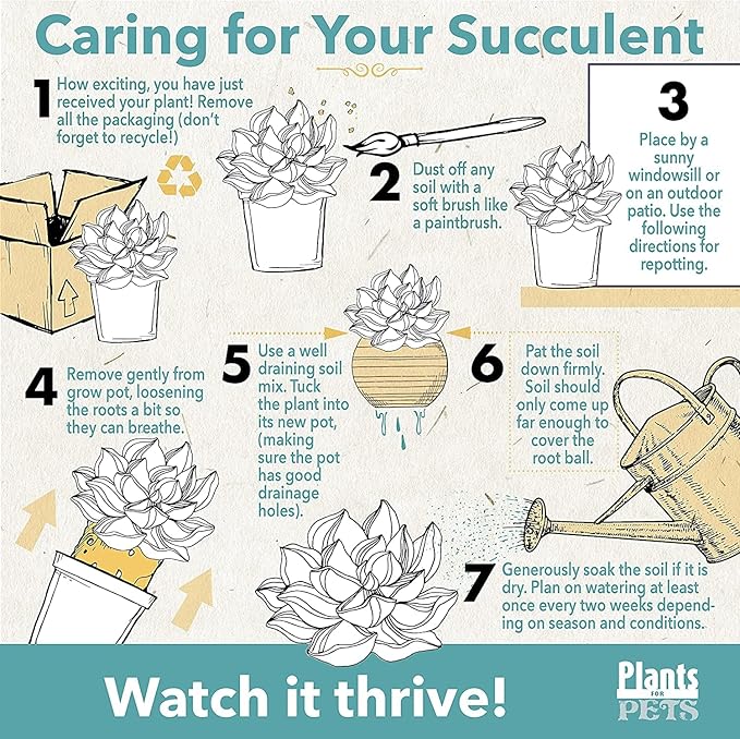 Live Succulents Plants Live Bulk Plant Tray (50 Pack), Bulk Succulents Live Indoor Plants Live Houseplants, Live Plants in Cactus and Succulent Soil Mix, Live Plant Kit Plant Gifts by Plants for Pets-BloomoryGarden