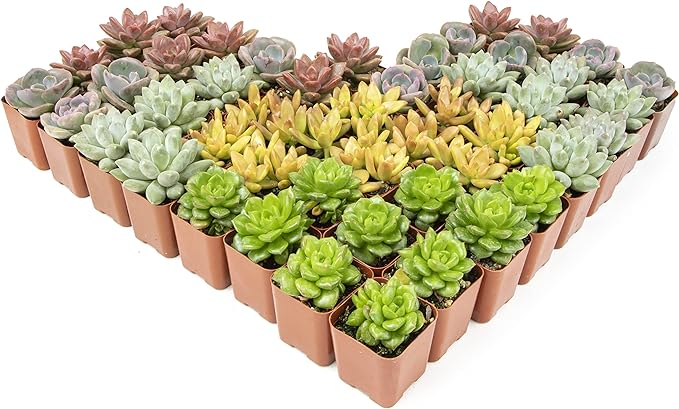 Live Succulents Plants Live Bulk Plant Tray (50 Pack), Bulk Succulents Live Indoor Plants Live Houseplants, Live Plants in Cactus and Succulent Soil Mix, Live Plant Kit Plant Gifts by Plants for Pets-BloomoryGarden