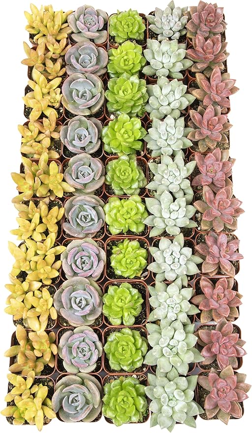 Live Succulents Plants Live Bulk Plant Tray (50 Pack), Bulk Succulents Live Indoor Plants Live Houseplants, Live Plants in Cactus and Succulent Soil Mix, Live Plant Kit Plant Gifts by Plants for Pets-BloomoryGarden