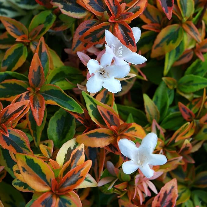 Southern Living Kaleidoscope Abelia, 2 Gal, Multi