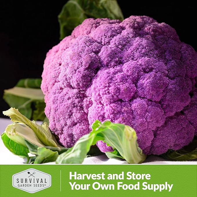 1 Pack Di Sicilia Violetto Purple Cauliflower Seeds for Planting with Instructions to Grow Unique Cauliflower Plants in Your Home Garden - Non-GMO Heirloom - Survival Garden Seeds