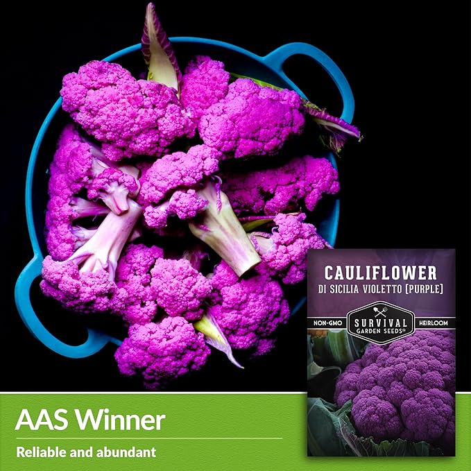 1 Pack Di Sicilia Violetto Purple Cauliflower Seeds for Planting with Instructions to Grow Unique Cauliflower Plants in Your Home Garden - Non-GMO Heirloom - Survival Garden Seeds