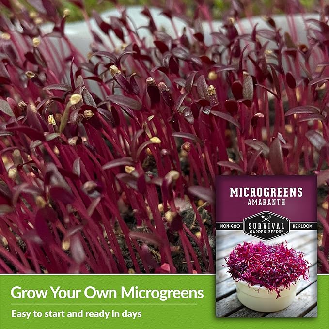 1 Pack Amaranth Microgreens Seeds for Planting and Growing - Plant Green Leafy Micro Vegetable Plants Indoors - Grow A Mini Windowsill Garden - Non-GMO Heirloom - Survival Garden Seeds