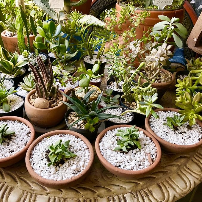 Horticultural Perlite for Plants 1qt, Natural Horticultural Soil Additive Conditioner Mix to Improve Soil Aeration & Dranage for Houseplant