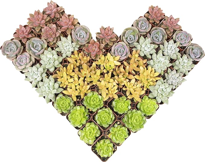 Live Succulents Plants Live Bulk Plant Tray (50 Pack), Bulk Succulents Live Indoor Plants Live Houseplants, Live Plants in Cactus and Succulent Soil Mix, Live Plant Kit Plant Gifts by Plants for Pets-BloomoryGarden