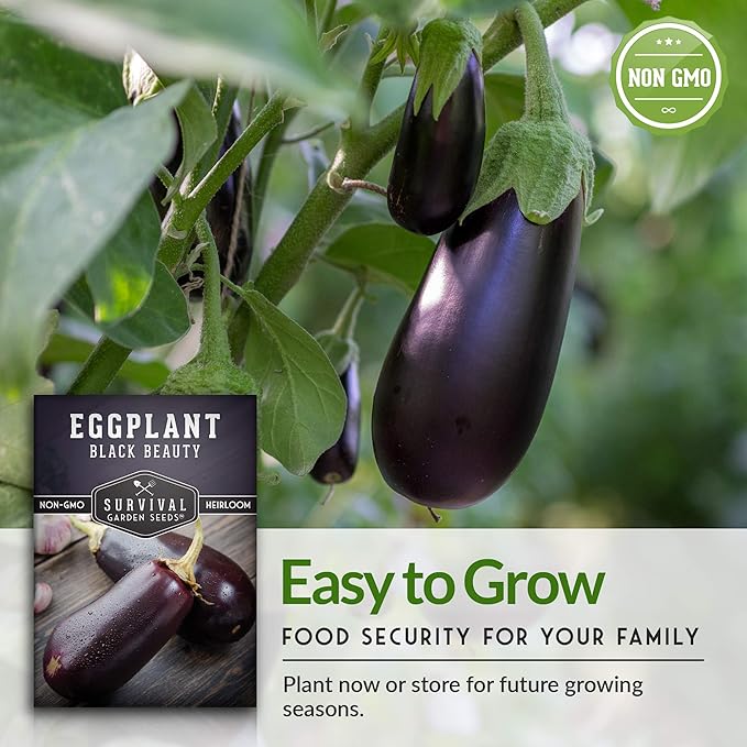 1 Pack Black Beauty Eggplant Seed for Planting - Packet with Instructions to Grow Purple Aubergine Plants in Your Home Vegetable Garden - Non-GMO Heirloom Variety - Survival Garden Seeds