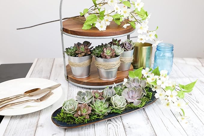 Live Succulents Plants Live Bulk Plant Tray (50 Pack), Bulk Succulents Live Indoor Plants Live Houseplants, Live Plants in Cactus and Succulent Soil Mix, Live Plant Kit Plant Gifts by Plants for Pets-BloomoryGarden