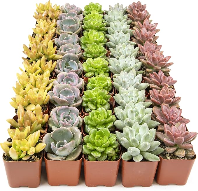 Live Succulents Plants Live Bulk Plant Tray (50 Pack), Bulk Succulents Live Indoor Plants Live Houseplants, Live Plants in Cactus and Succulent Soil Mix, Live Plant Kit Plant Gifts by Plants for Pets-BloomoryGarden