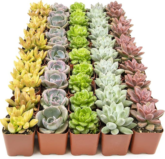 Live Succulents Plants Live Bulk Plant Tray (50 Pack), Bulk Succulents Live Indoor Plants Live Houseplants, Live Plants in Cactus and Succulent Soil Mix, Live Plant Kit Plant Gifts by Plants for Pets-BloomoryGarden