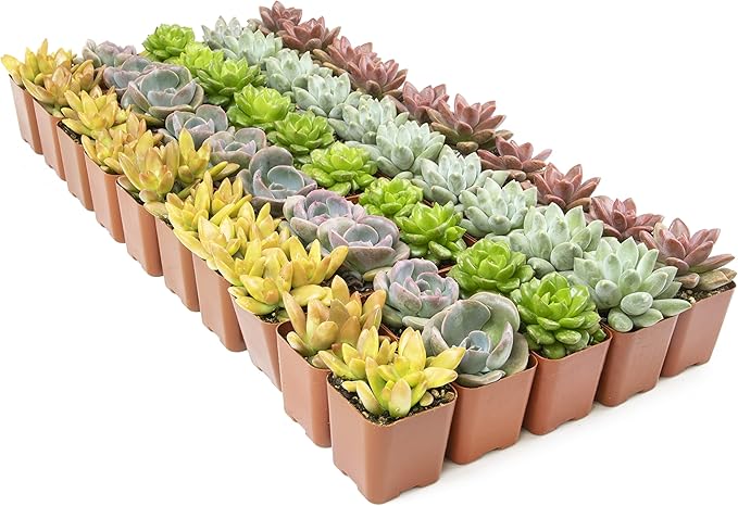 Live Succulents Plants Live Bulk Plant Tray (50 Pack), Bulk Succulents Live Indoor Plants Live Houseplants, Live Plants in Cactus and Succulent Soil Mix, Live Plant Kit Plant Gifts by Plants for Pets-BloomoryGarden