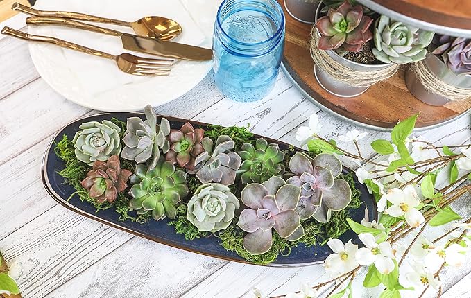 Live Succulents Plants Live Bulk Plant Tray (50 Pack), Bulk Succulents Live Indoor Plants Live Houseplants, Live Plants in Cactus and Succulent Soil Mix, Live Plant Kit Plant Gifts by Plants for Pets-BloomoryGarden