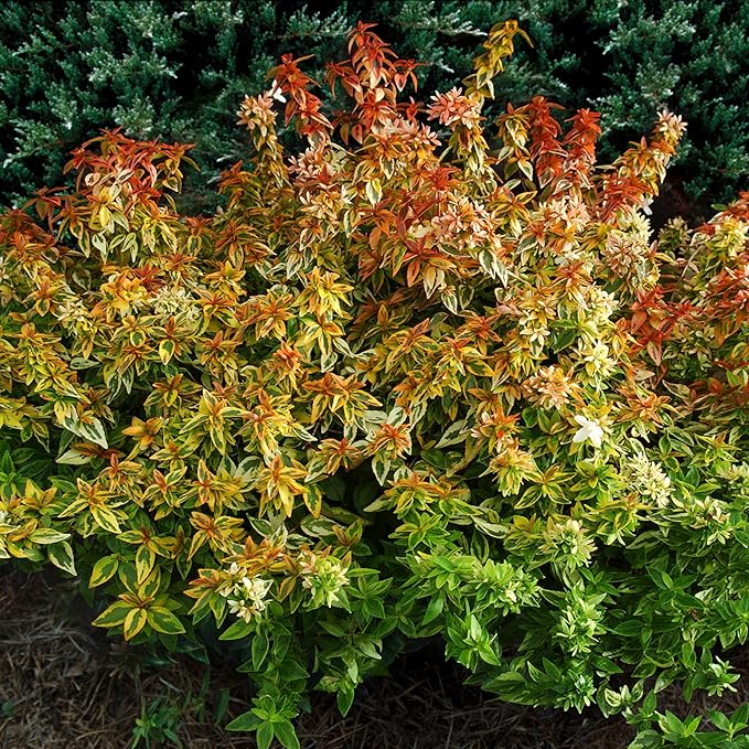 Southern Living Kaleidoscope Abelia, 2 Gal, Multi